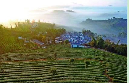 云南:茶产业、茶文化何以流行